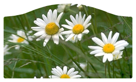 DASHELL-021 Field of Daisies